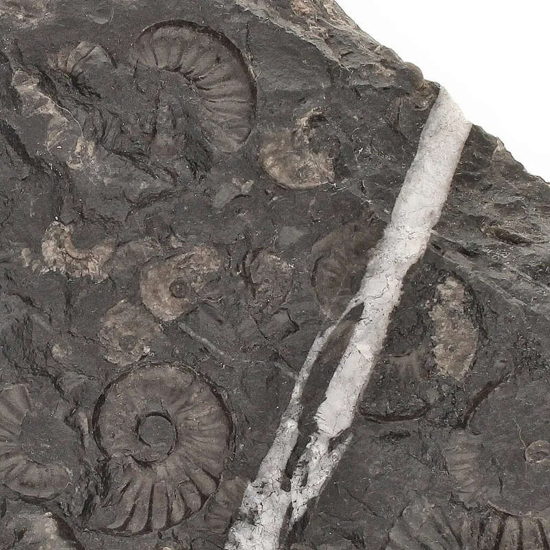 Rare Peruvian Ammonite Cluster - Jurassic Fossil