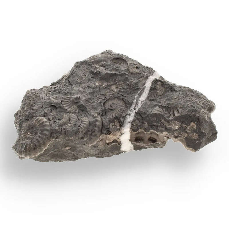 Rare Peruvian Ammonite Cluster - Jurassic Fossil