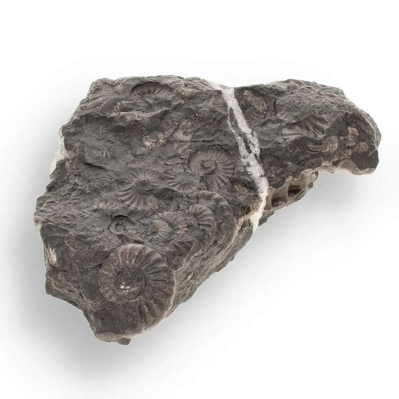 Rare Peruvian Ammonite Cluster - Jurassic Fossil