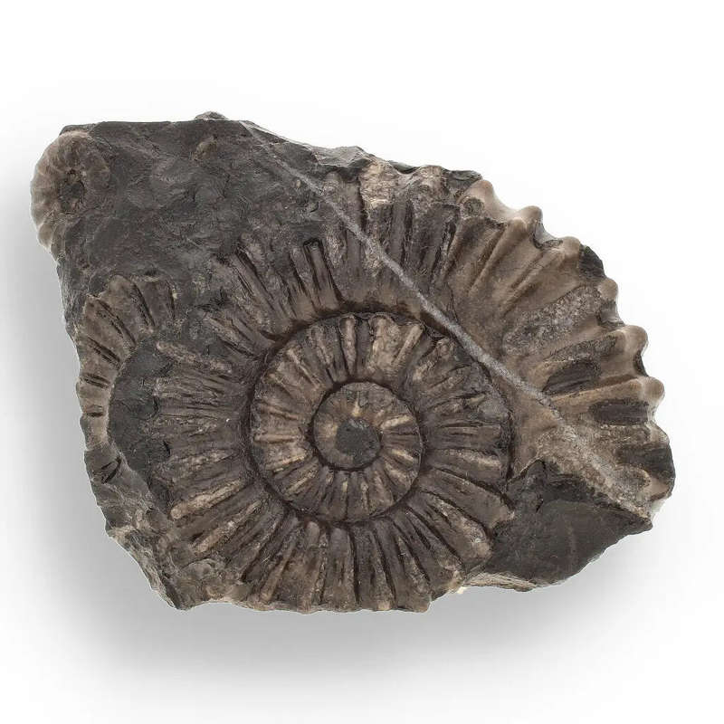 Asteroceras Ammonites Peru - Ancient Sea Fossil