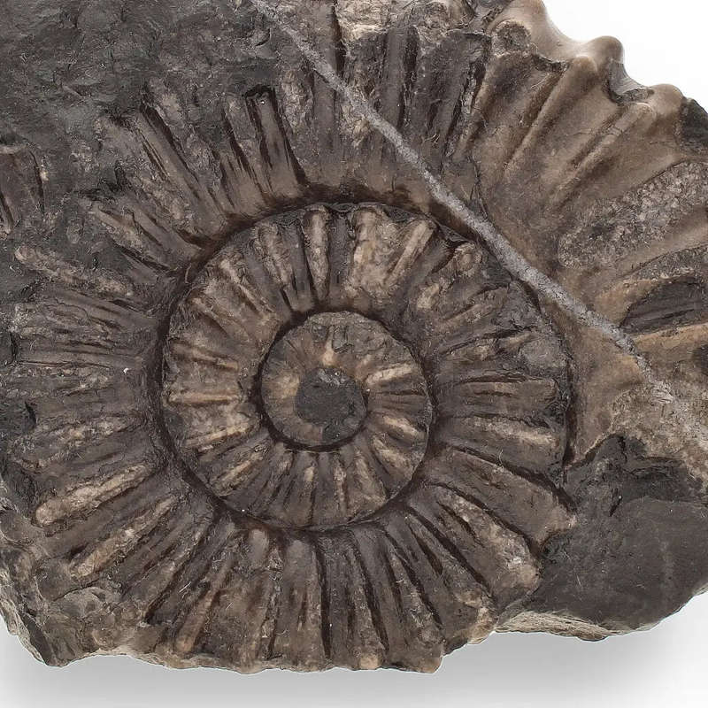 Asteroceras Ammonites Peru - Ancient Sea Fossil
