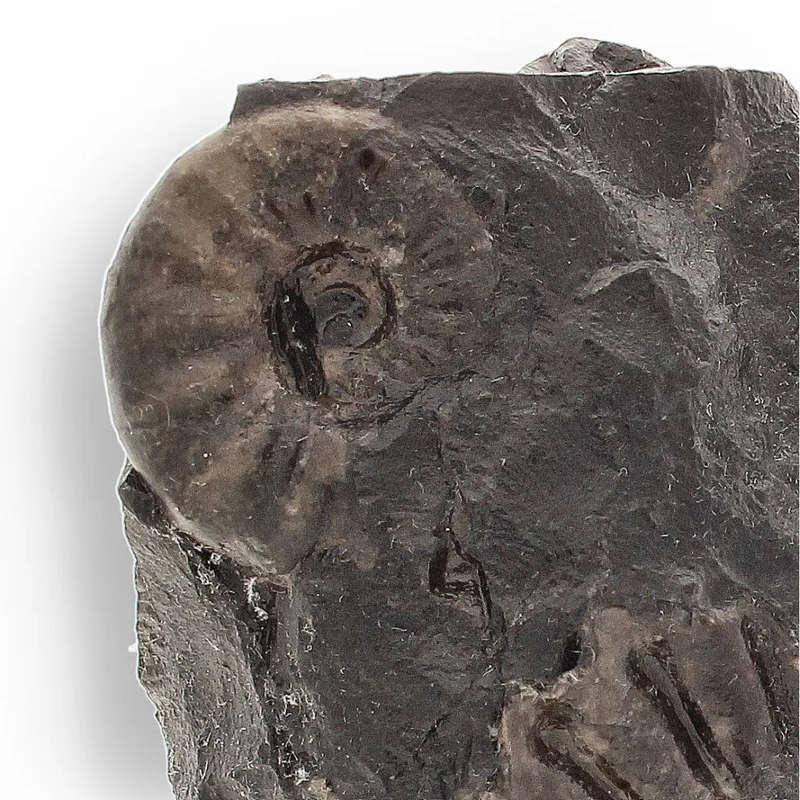 Asteroceras Ammonites Peru - Ancient Sea Fossil