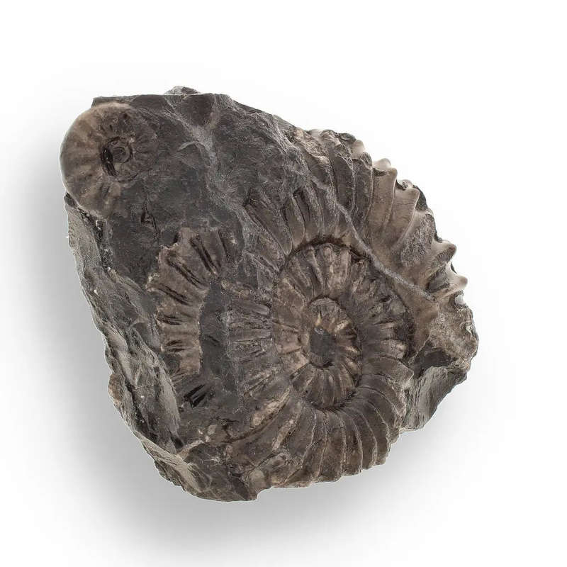 Asteroceras Ammonites Peru - Ancient Sea Fossil