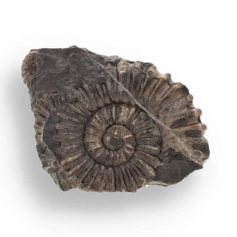 Asteroceras Ammonites Peru - Ancient Sea Fossil