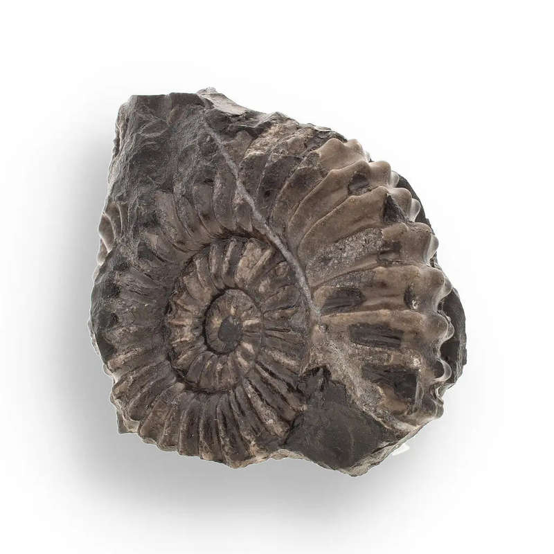 Asteroceras Ammonites Peru - Ancient Sea Fossil
