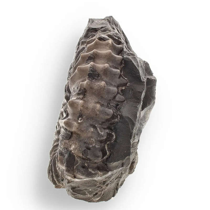 Asteroceras Ammonites Peru - Ancient Sea Fossil