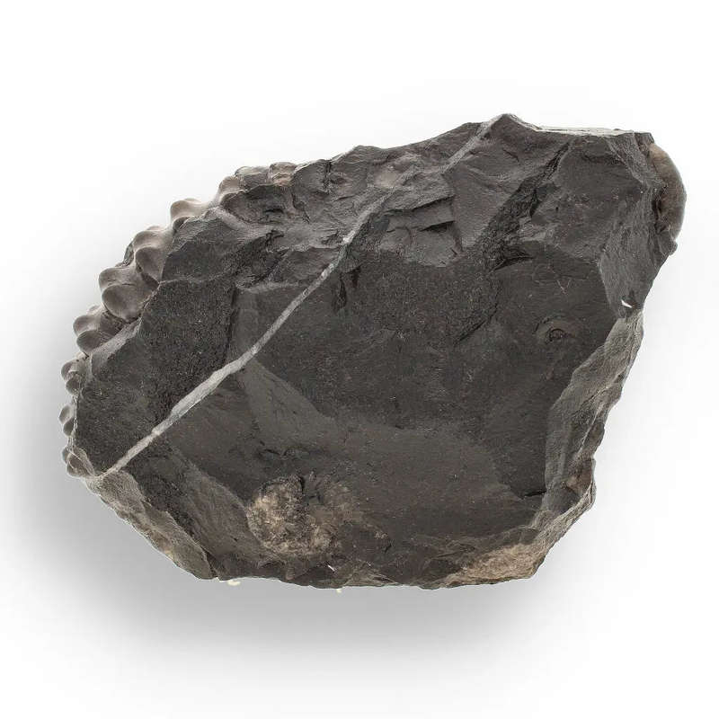 Asteroceras Ammonites Peru - Ancient Sea Fossil