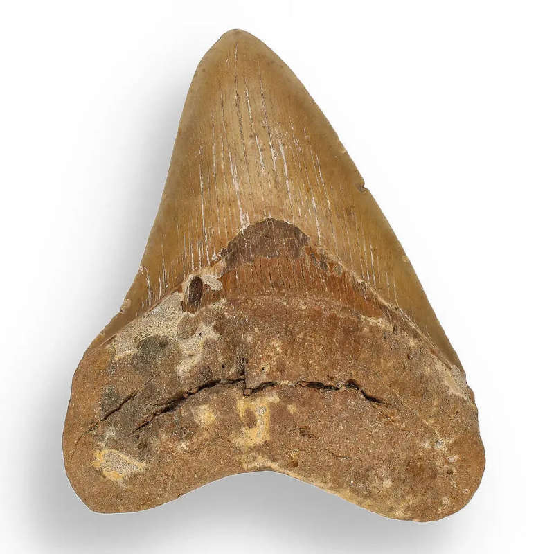 Authentic Megalodon Shark Tooth: Ancient Ocean Predator Relic