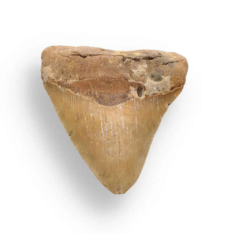 Authentic Megalodon Shark Tooth: Ancient Ocean Predator Relic