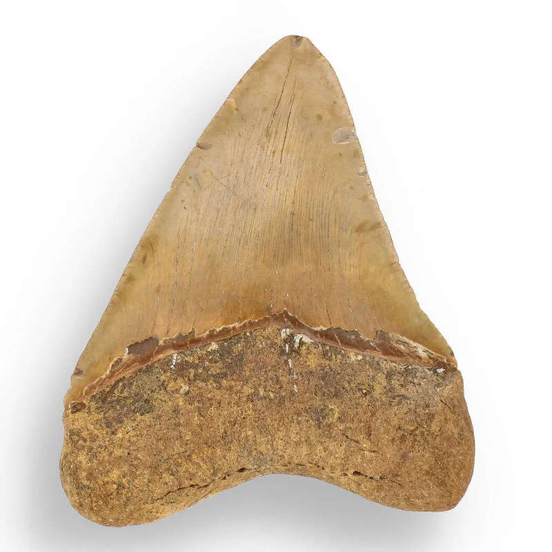 Authentic Megalodon Shark Tooth: Ancient Ocean Predator Relic