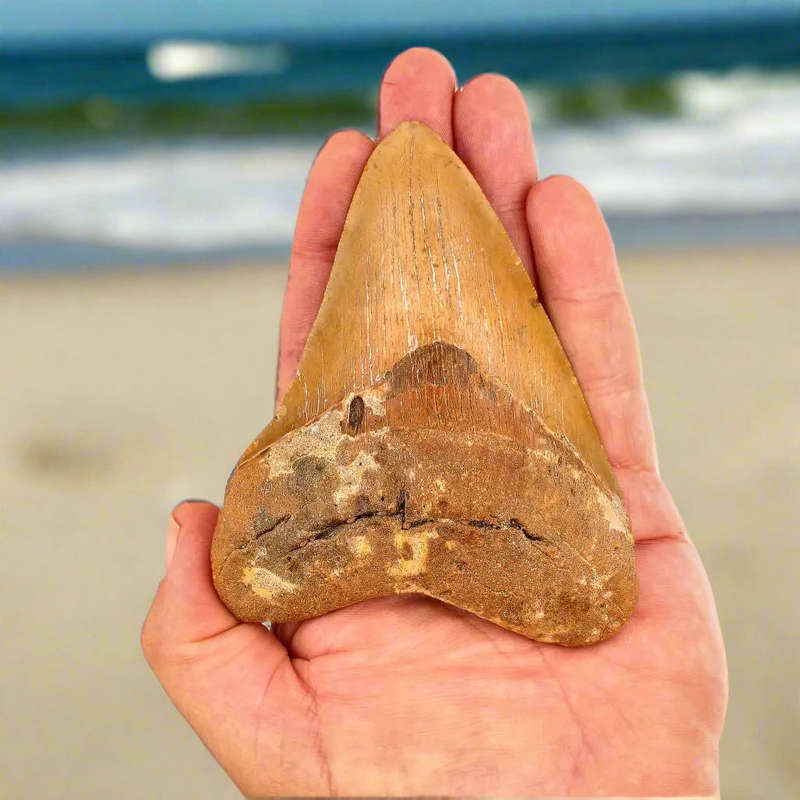 Authentic Megalodon Shark Tooth: Ancient Ocean Predator Relic