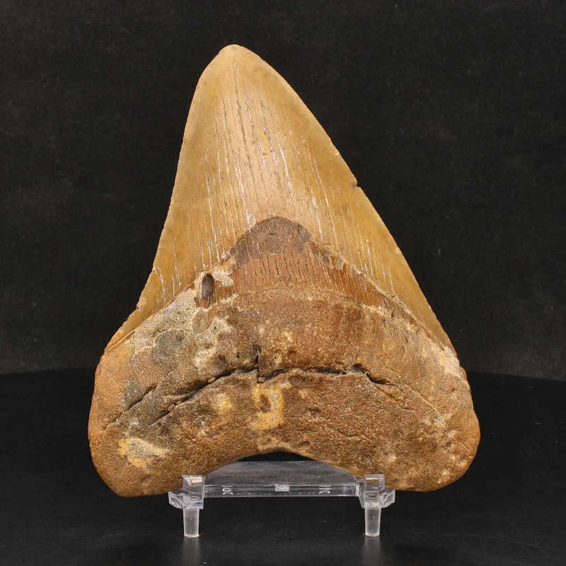 Authentic Megalodon Shark Tooth: Ancient Ocean Predator Relic