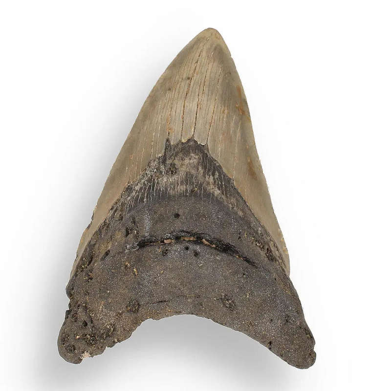 Authentic Megalodon Shark Tooth: Unearth the Ultimate Fossil