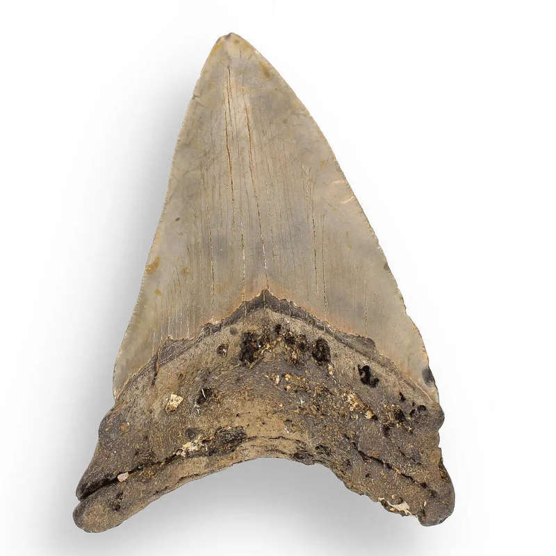 Authentic Megalodon Shark Tooth: Unearth the Ultimate Fossil
