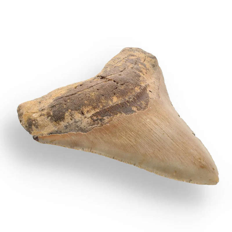 Authentic Megalodon Shark Tooth: A Jaw-Dropping Prehistoric Find