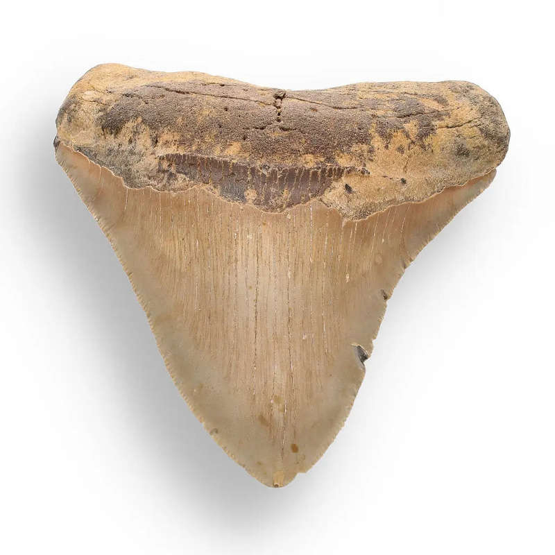 Authentic Megalodon Shark Tooth: A Jaw-Dropping Prehistoric Find