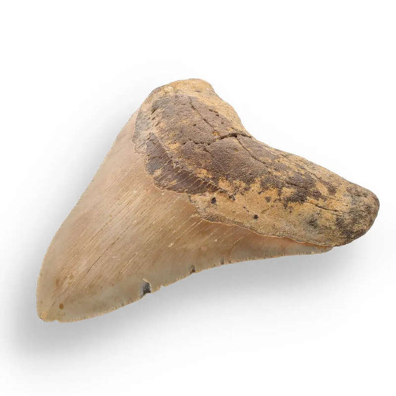 Authentic Megalodon Shark Tooth: A Jaw-Dropping Prehistoric Find