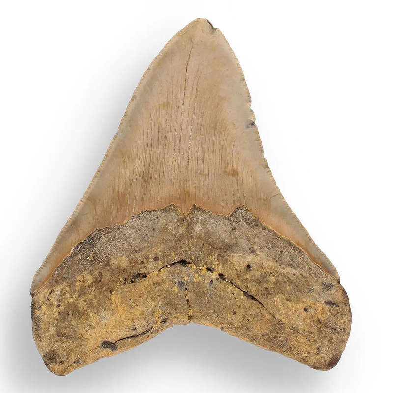 Authentic Megalodon Shark Tooth: A Jaw-Dropping Prehistoric Find