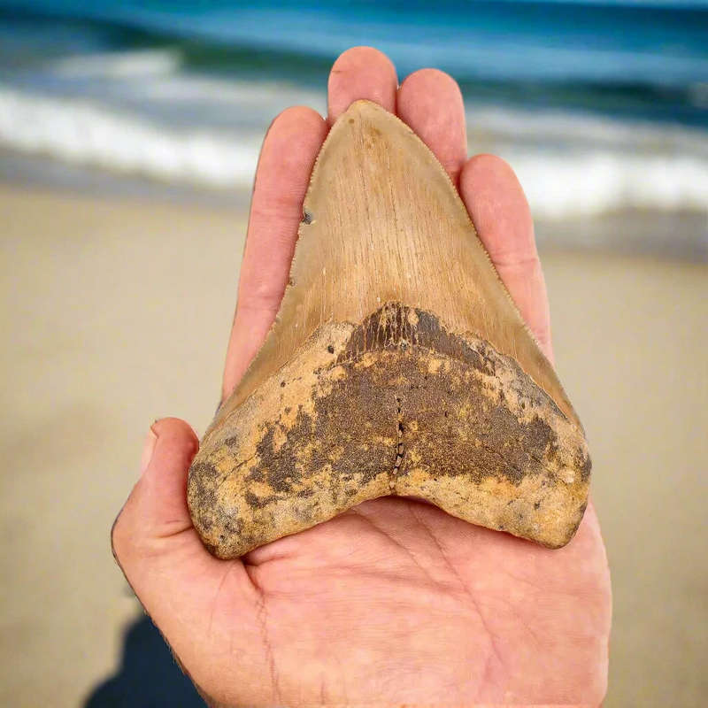 Authentic Megalodon Shark Tooth: A Jaw-Dropping Prehistoric Find