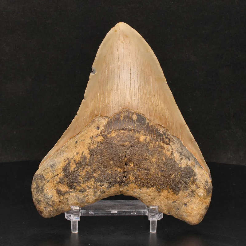 Authentic Megalodon Shark Tooth: A Jaw-Dropping Prehistoric Find