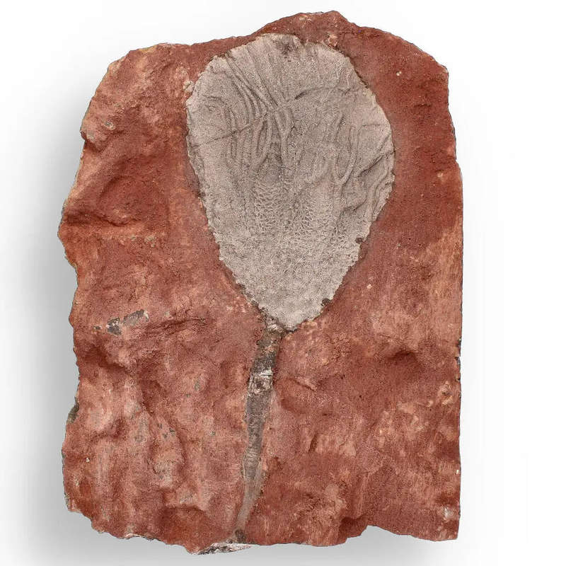 Ancient Silurian Crinoid Plate  Scyphocrinites Elegans from Morocco
