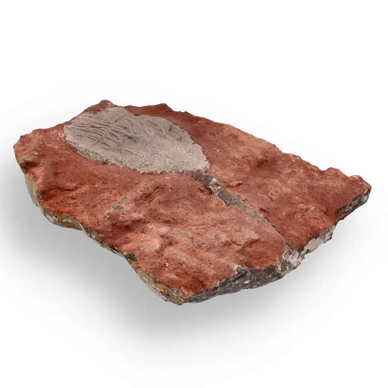 Ancient Silurian Crinoid Plate  Scyphocrinites Elegans from Morocco