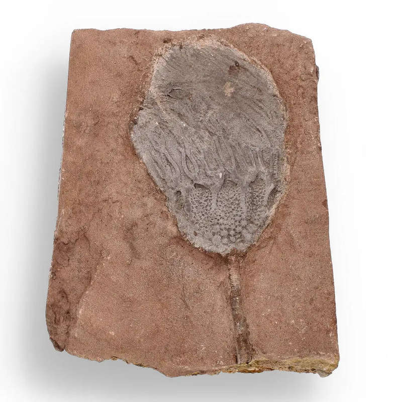 Stunning Scyphocrinites Elegans Fossil  Silurian Era Marine Marvel
