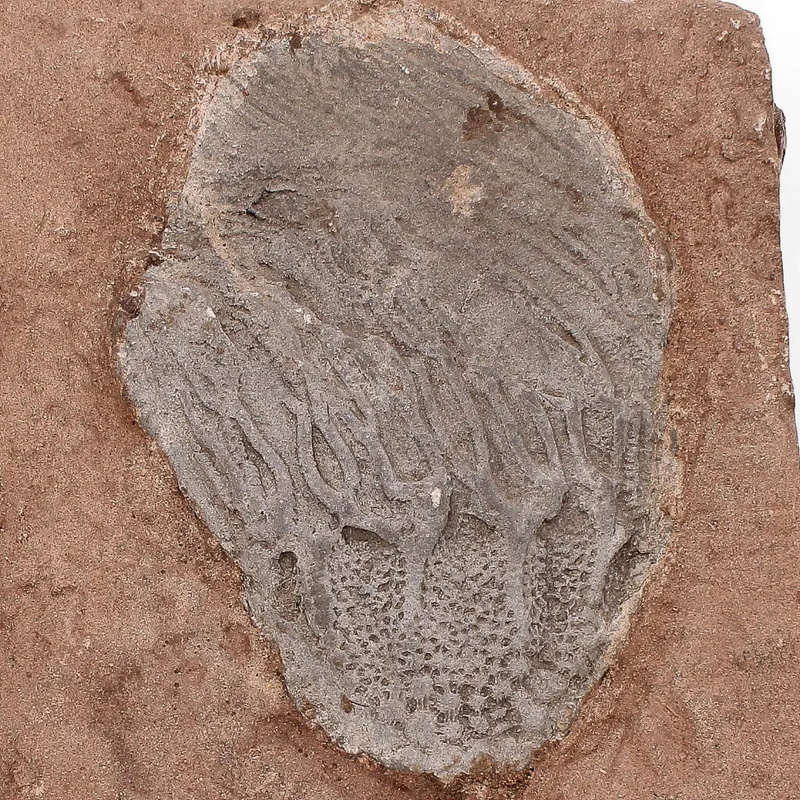 Stunning Scyphocrinites Elegans Fossil  Silurian Era Marine Marvel