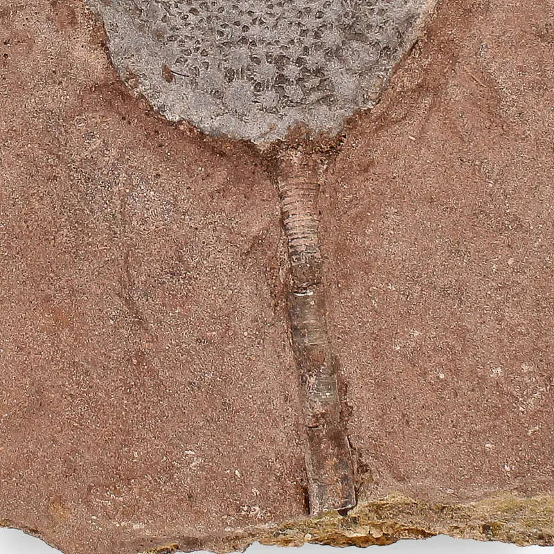Stunning Scyphocrinites Elegans Fossil  Silurian Era Marine Marvel
