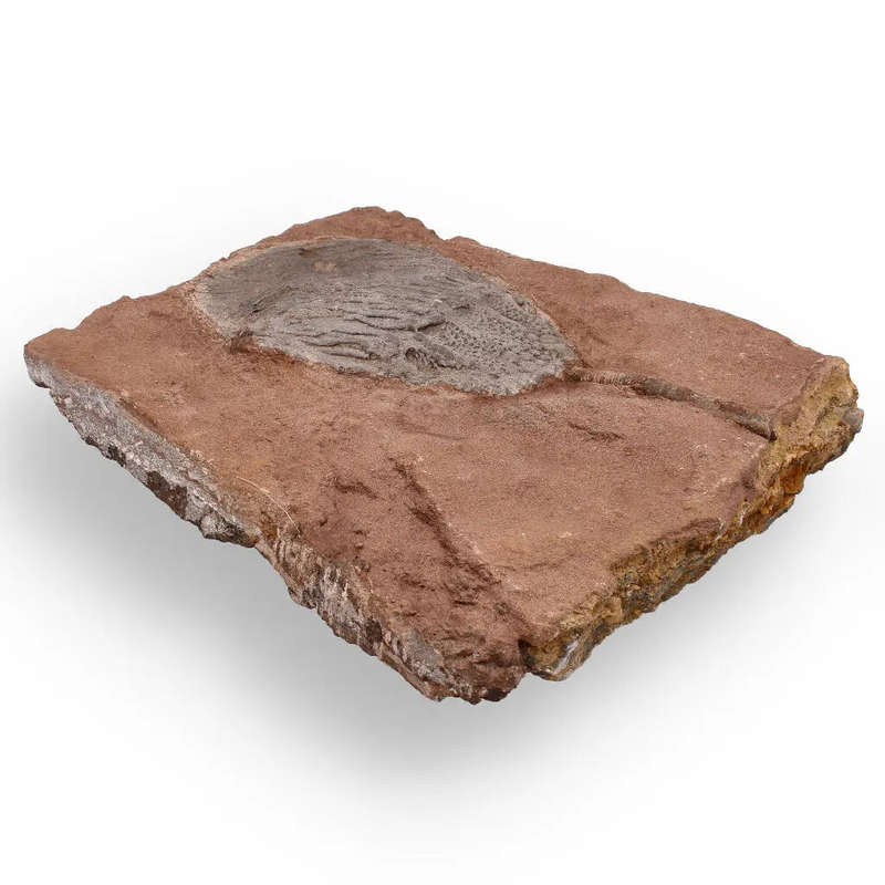 Stunning Scyphocrinites Elegans Fossil  Silurian Era Marine Marvel
