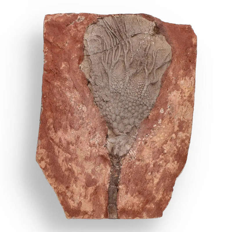 Upper Silurian Crinoid Plate  Preserved Scyphocrinites Elegans Fossil