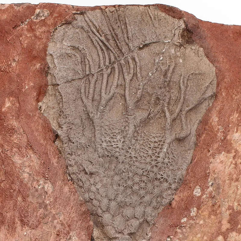 Upper Silurian Crinoid Plate  Preserved Scyphocrinites Elegans Fossil