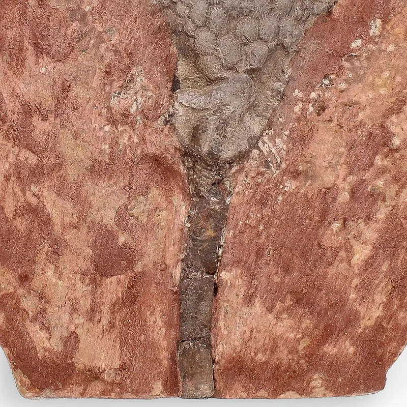 Upper Silurian Crinoid Plate  Preserved Scyphocrinites Elegans Fossil