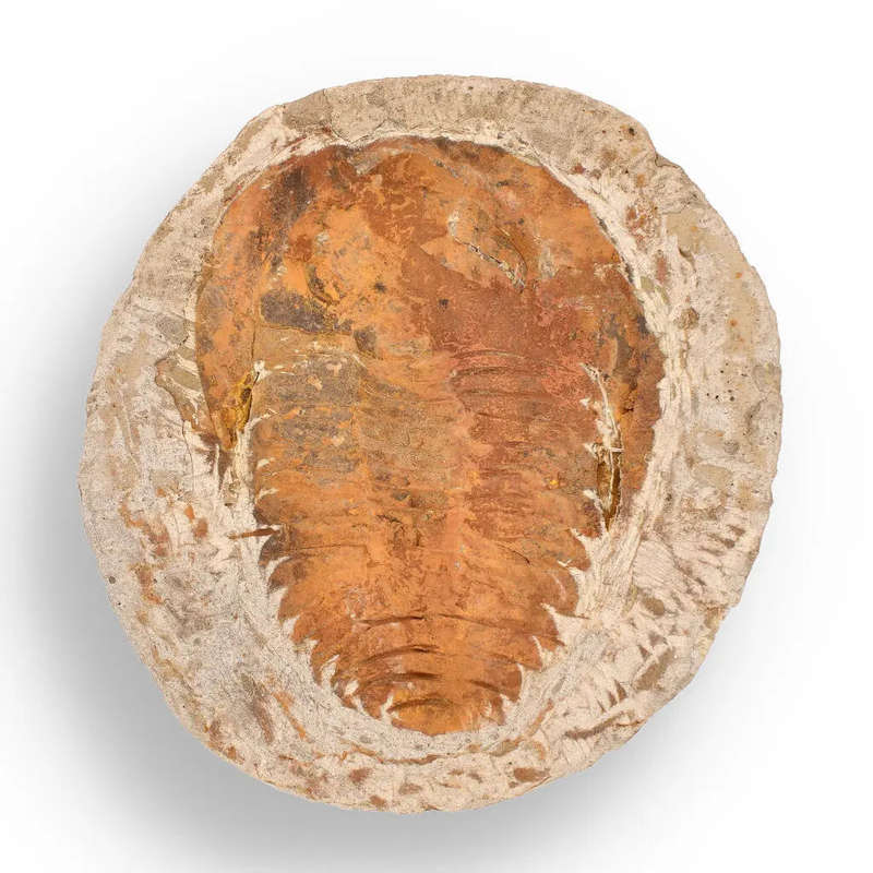 Cambropallas Trilobite with Perfect Positive-Negative Split  509 MYA