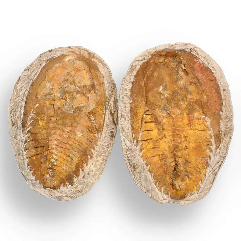 Rare Cambropallas Trilobite Fossil  Pristine Positive & Negative Split