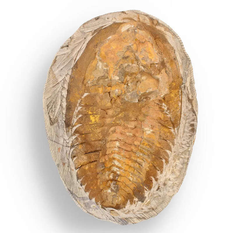 Rare Cambropallas Trilobite Fossil  Pristine Positive & Negative Split