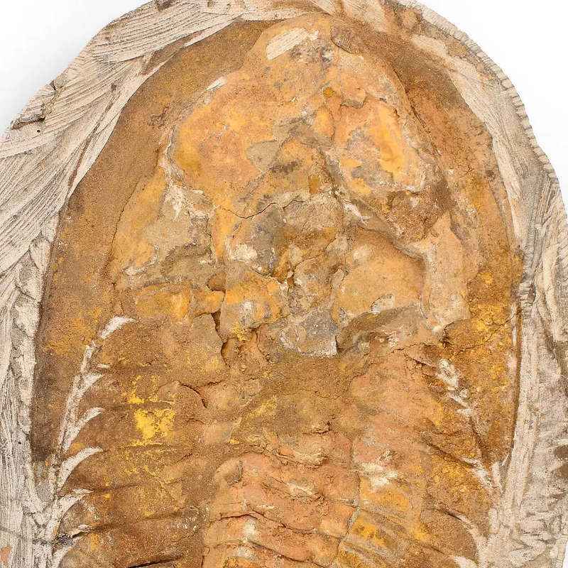 Rare Cambropallas Trilobite Fossil  Pristine Positive & Negative Split