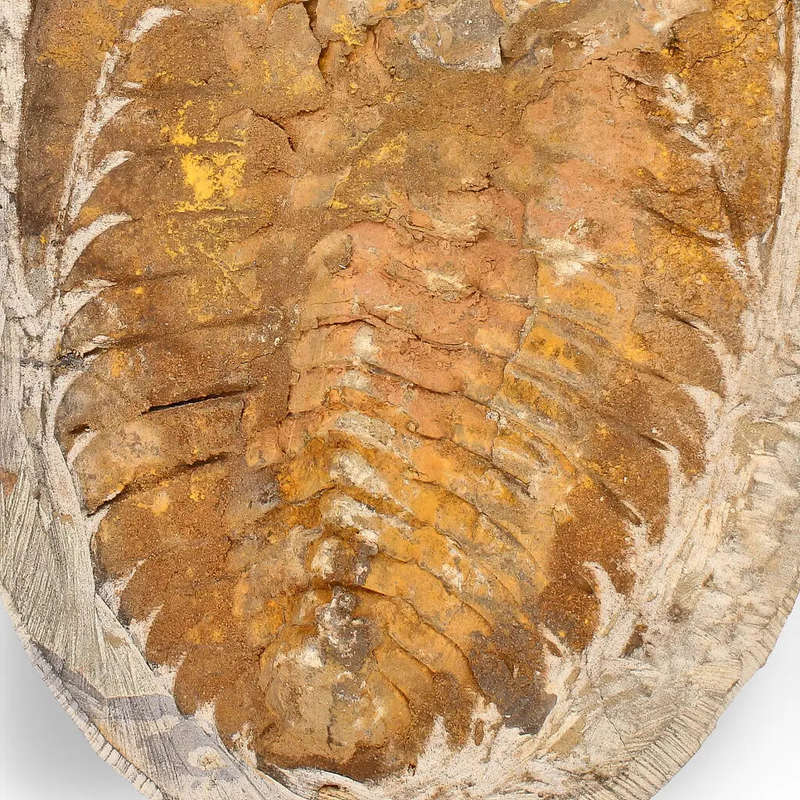Rare Cambropallas Trilobite Fossil  Pristine Positive & Negative Split