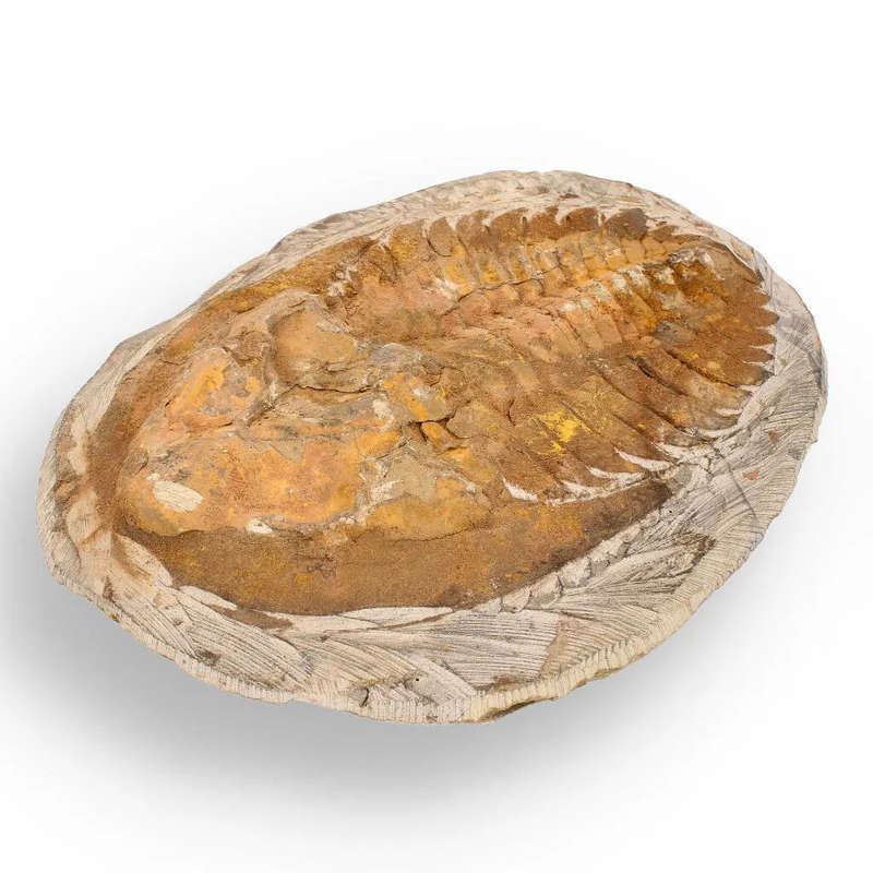 Rare Cambropallas Trilobite Fossil  Pristine Positive & Negative Split