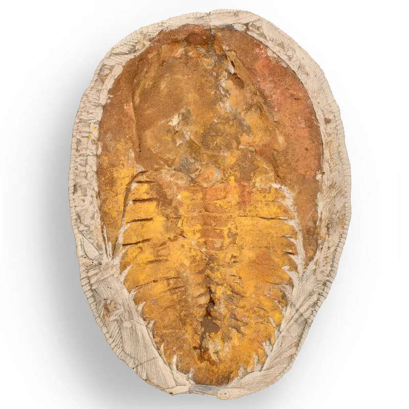 Rare Cambropallas Trilobite Fossil  Pristine Positive & Negative Split