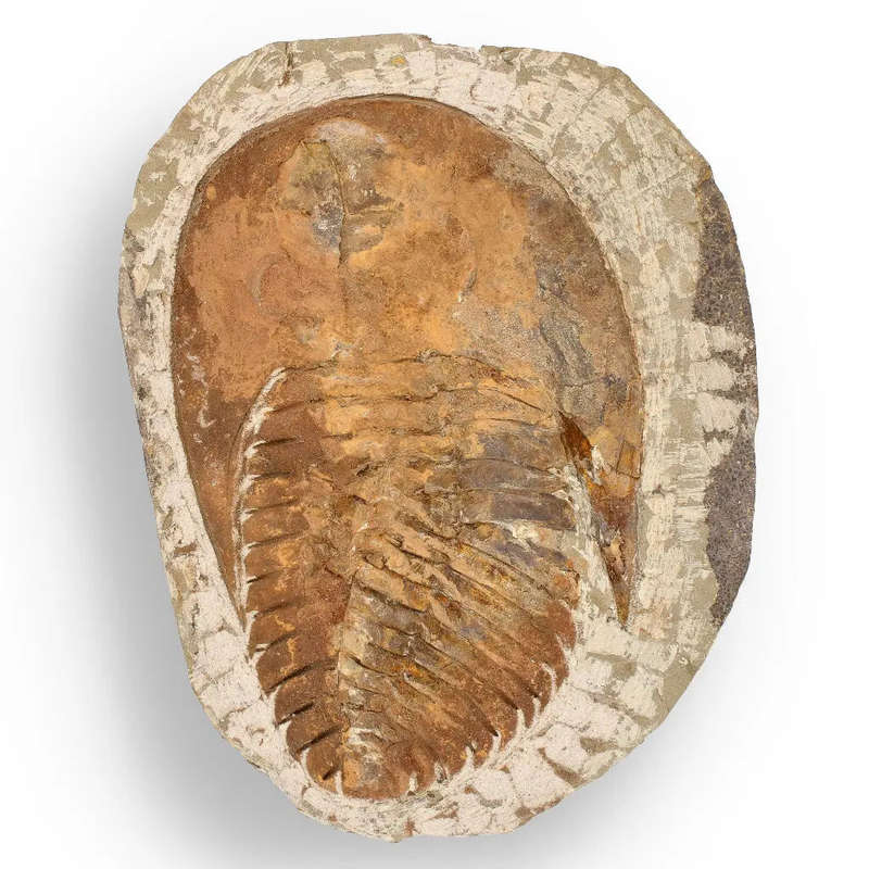 Authentic Cambropallas Trilobite  509-Million-Year-Old Fossil