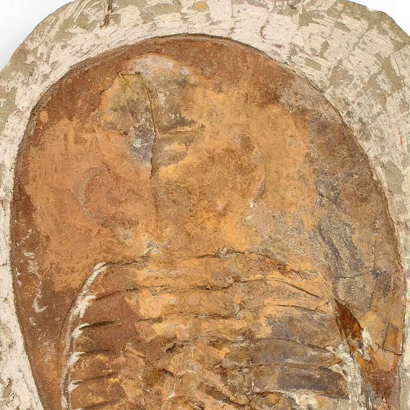 Authentic Cambropallas Trilobite  509-Million-Year-Old Fossil