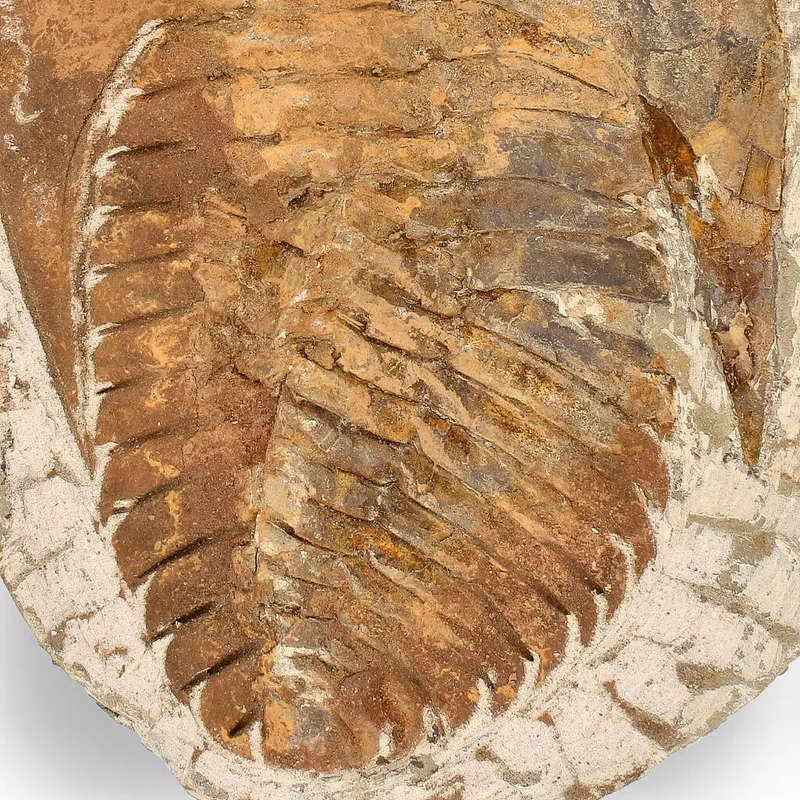Authentic Cambropallas Trilobite  509-Million-Year-Old Fossil