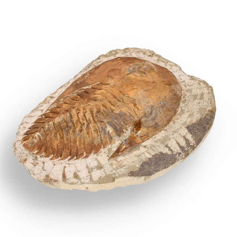 Authentic Cambropallas Trilobite  509-Million-Year-Old Fossil