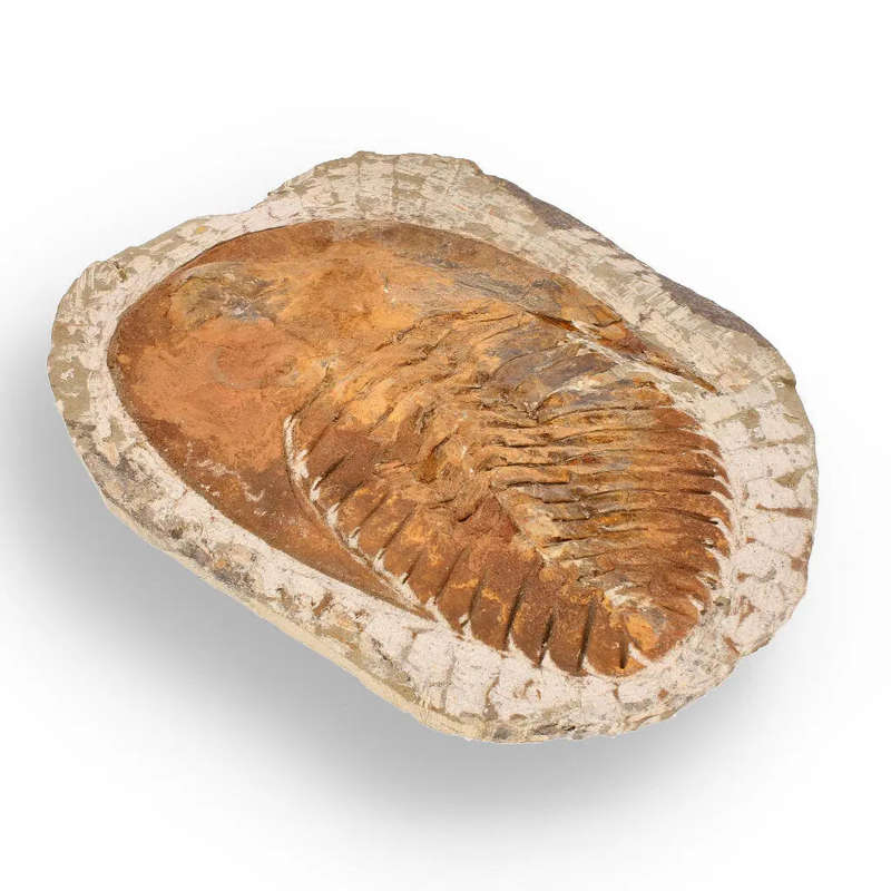 Authentic Cambropallas Trilobite  509-Million-Year-Old Fossil