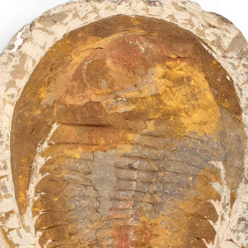 Authentic Cambropallas Trilobite  Ancient Marine Relic from Morocco