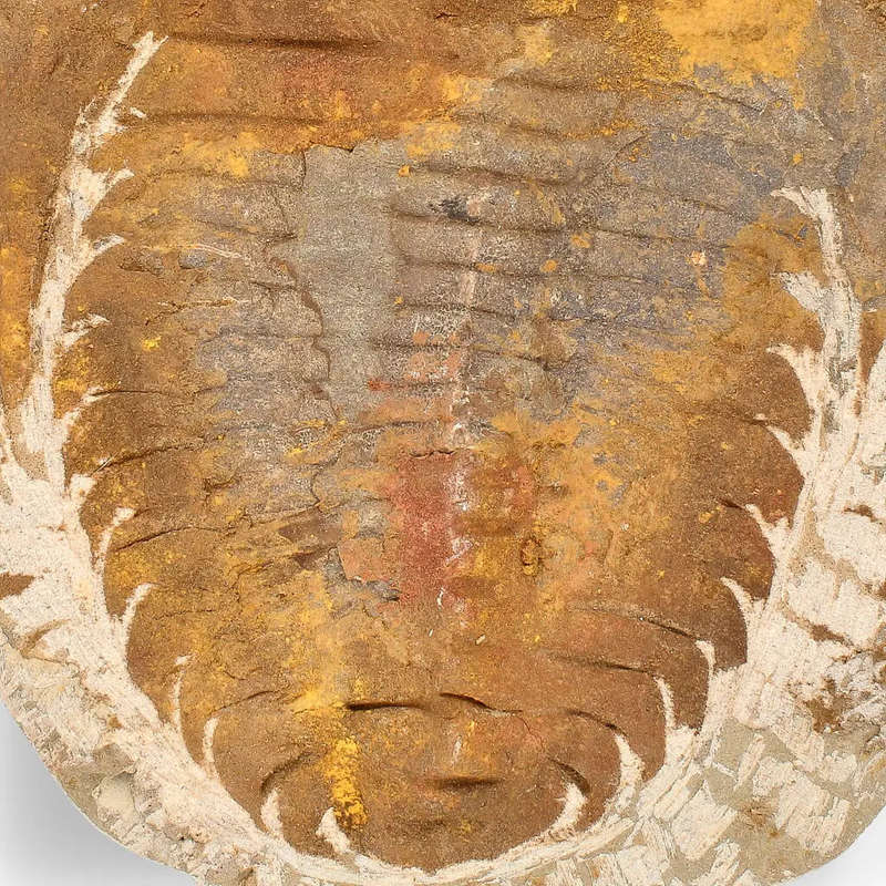 Authentic Cambropallas Trilobite  Ancient Marine Relic from Morocco