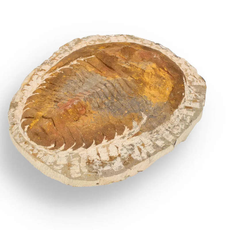 Authentic Cambropallas Trilobite  Ancient Marine Relic from Morocco