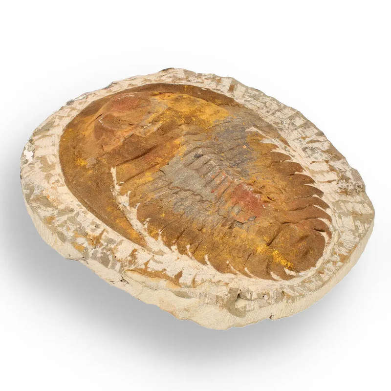 Authentic Cambropallas Trilobite  Ancient Marine Relic from Morocco