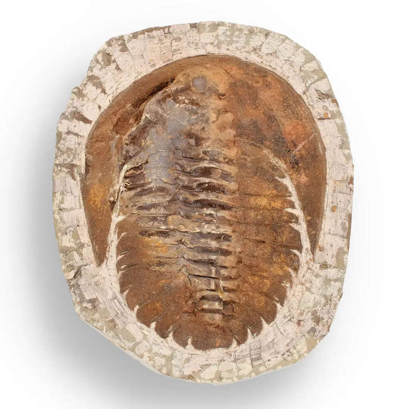 Authentic Cambropallas Trilobite  A Prehistoric Treasure from Jbel Ougnate
